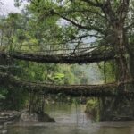 Double decker root bridge