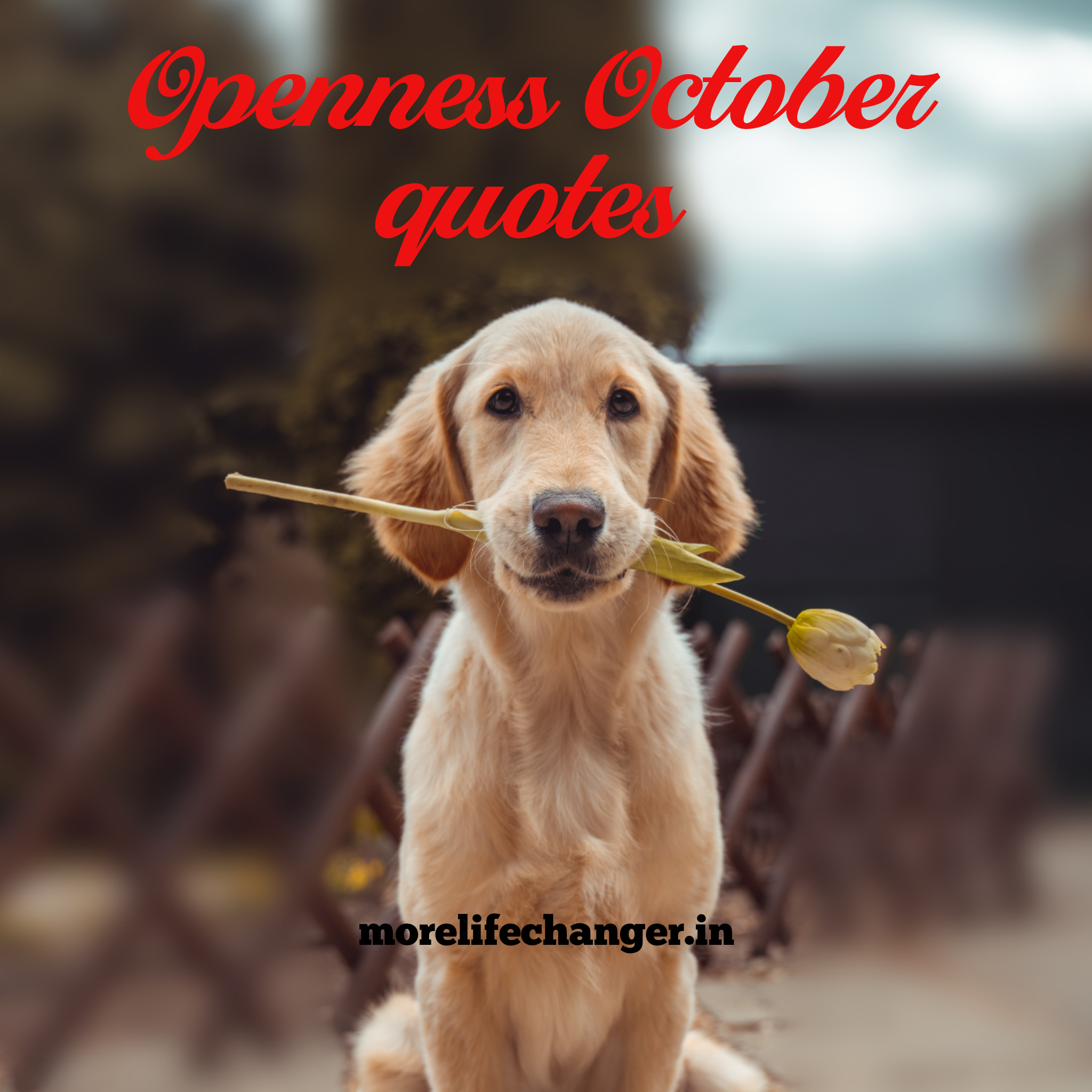 Openness October quotes