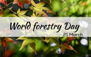 World forestry day