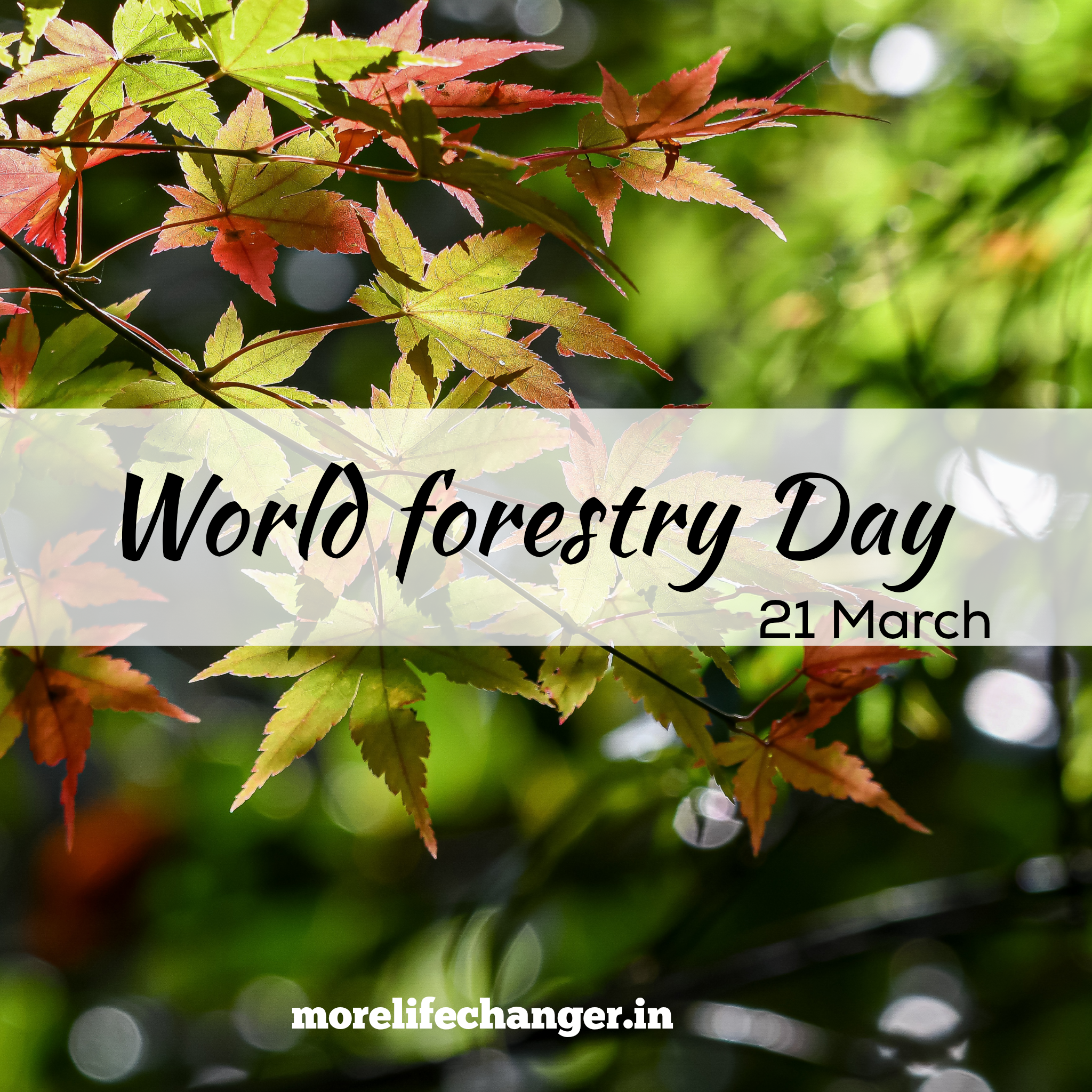 World forestry day